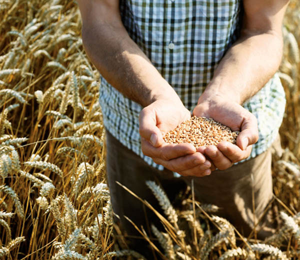 seguros agrarios